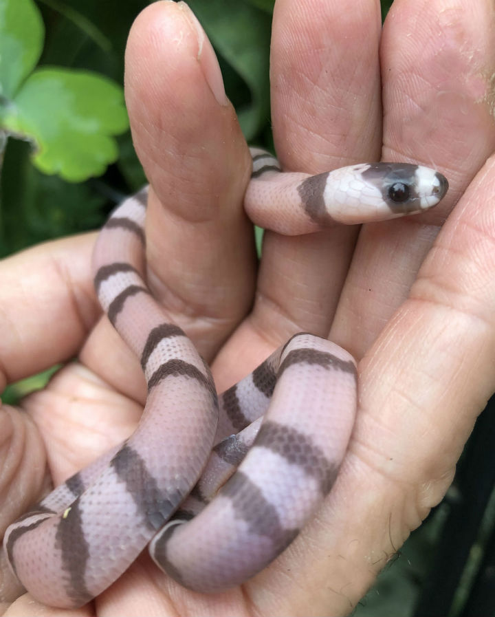 Honduran Milk Snake